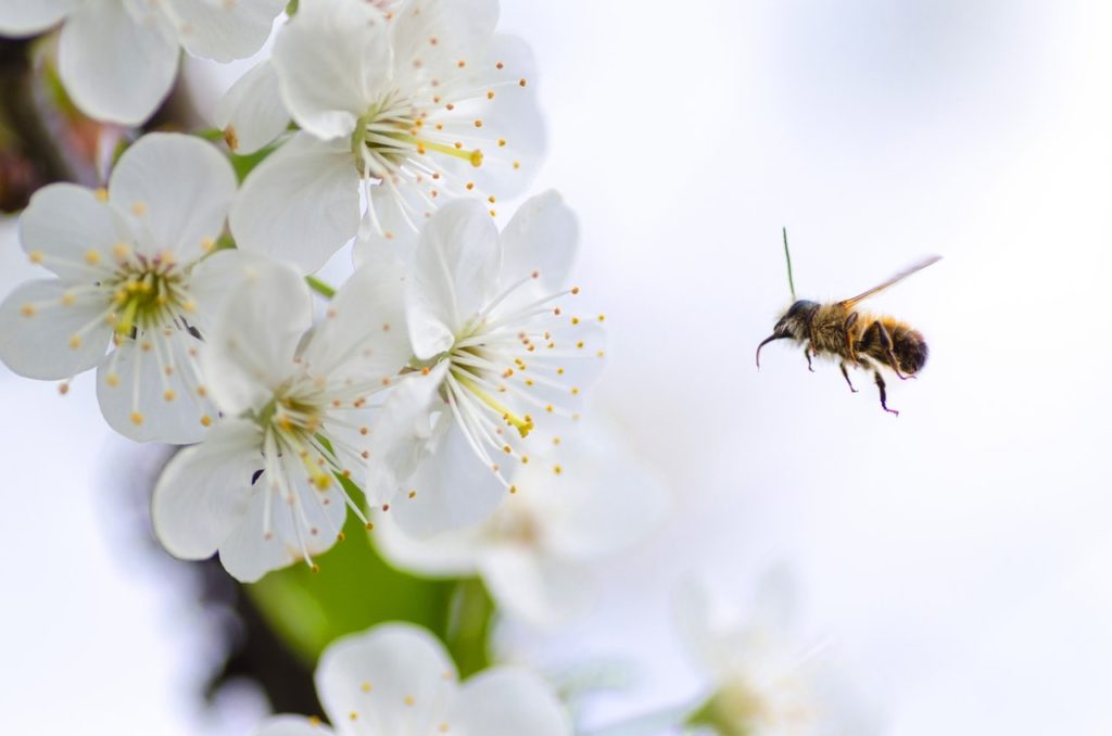 abeille-fleurs-blanches