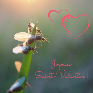 Lire la suite à propos de l’article La Saint-Valentin chez les fourmis