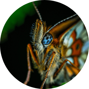 animation-papillon-communication-insectes