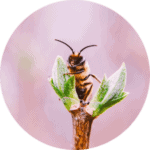 atelier-pollinisation-abeilles-insectes