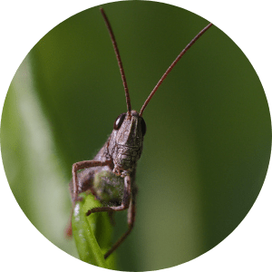 insecte-decouverte-enfant-ecole