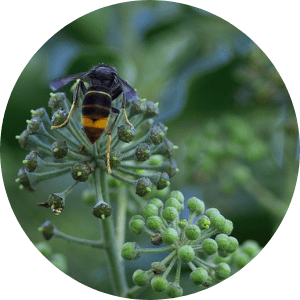 insecte-invasif-frelon-lutte-pédagogie