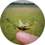 insecte-observation