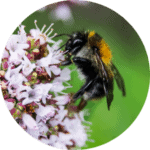 insectes-pollinisateurs-bourdons-abeilles
