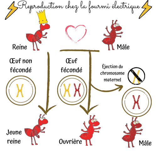 saint-valentin-fourmis-electrique-reproduction