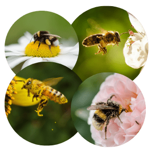 role-insectes-pollinisation-pollen-abeilles