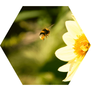 animation-atelier-insectes-ehpad-fourmidables