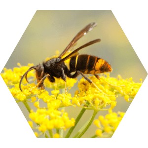animation-ehpad-insectes-envahissant-fourmidables