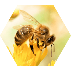 animation-ehpad-insectes-pollinisateurs-fourmidables