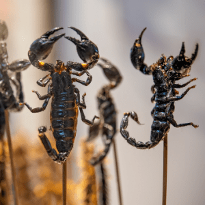 manger-insectes-comestibles-different-brochette-scorpion