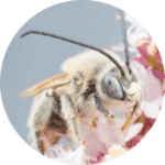 animation-abeilles-diversite