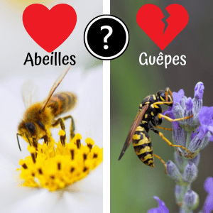Lire la suite à propos de l’article Pourquoi aimons-nous les abeilles et détestons-nous les guêpes ?