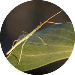 animation-periscolaire-phasme-insecte